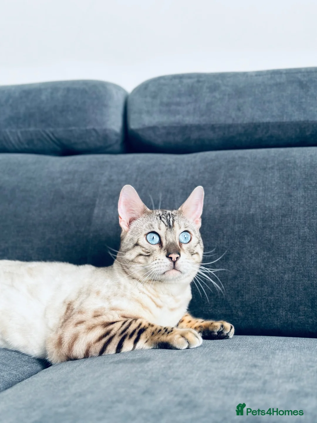 Bengal cats for sale: Gorgeous 4-Year-Old Snow Bengal Male 🐾 in Edinburgh - Advert 2