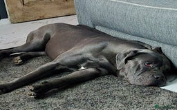 Cane Corso dogs for sale: Cane corso male  - Image 2