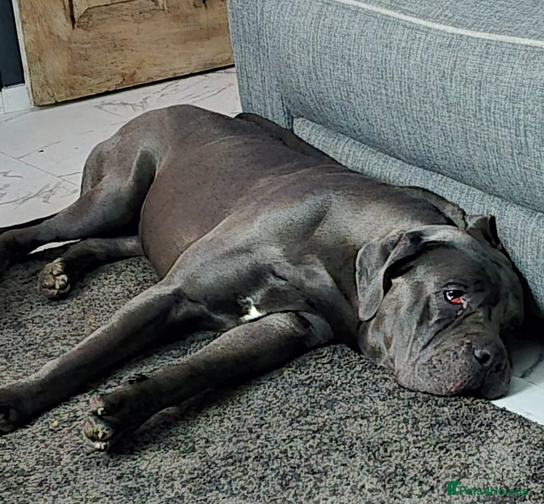 Cane Corso dogs for sale: Cane corso male  - Image 2