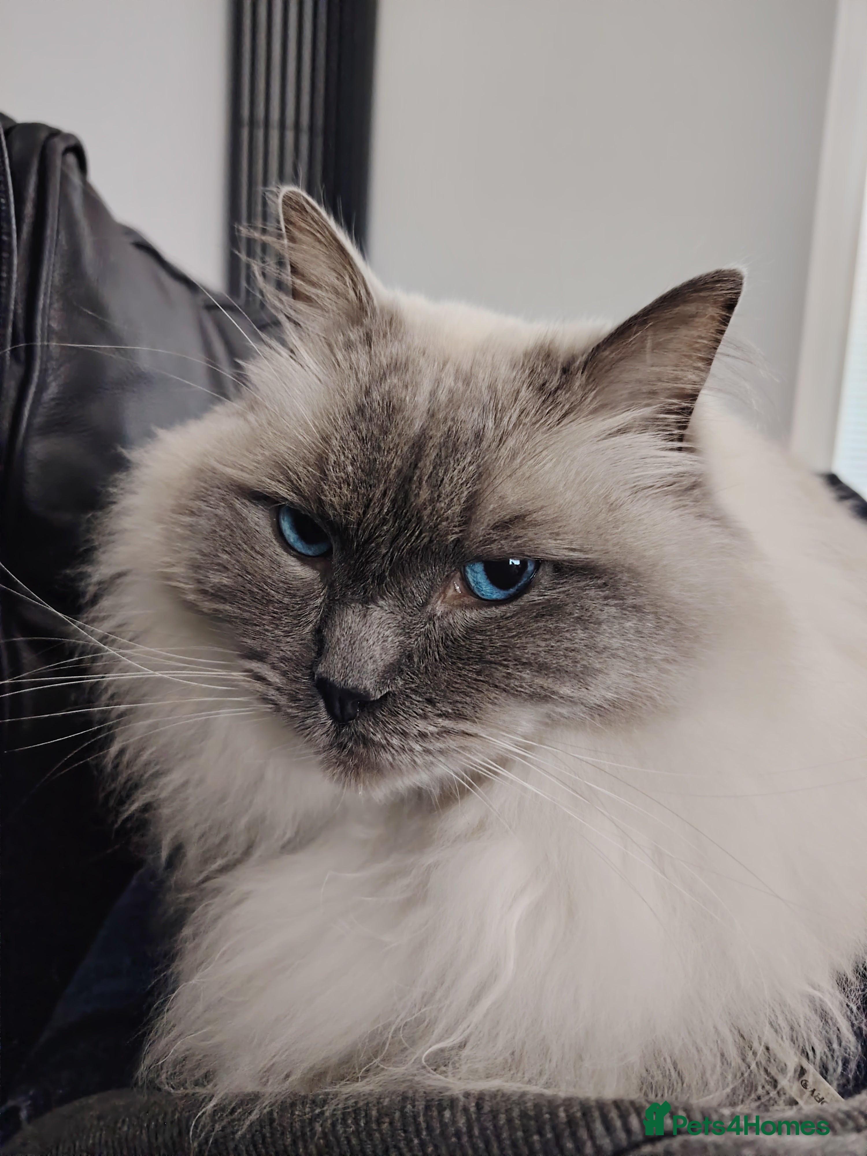 Ragdoll cats Cloud - Blue Point Ragdoll - Advert 1