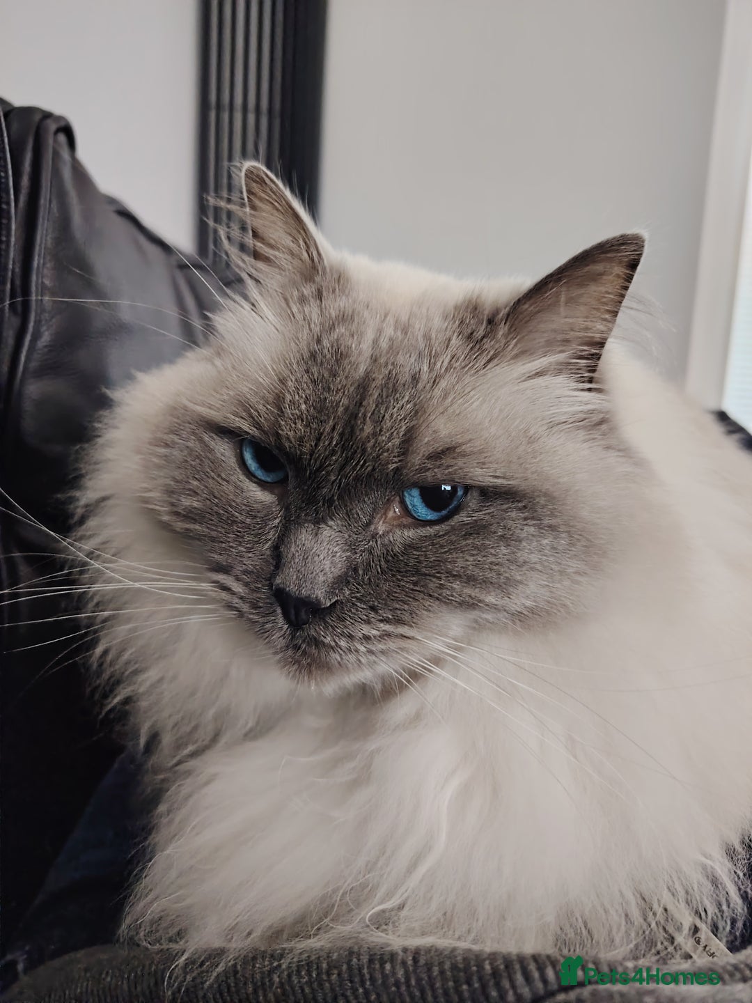 Ragdoll cats for sale: Cloud - Blue Point Ragdoll - Advert 1