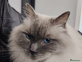 Ragdoll cats Cloud - Blue Point Ragdoll - Advert 7