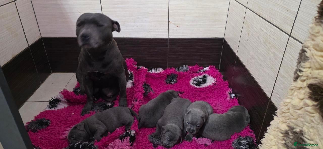 Staffordshire Bull Terrier dogs Beautiful Staffordshire Bull Terrier Puppies  - Advert 1