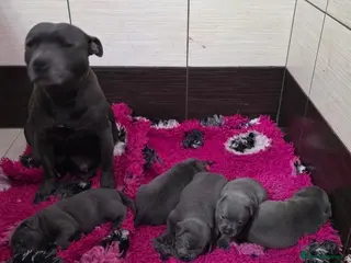 Staffordshire Bull Terrier dogs Beautiful Staffordshire Bull Terrier Puppies - Advert 11