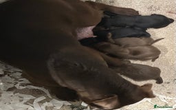 Patterdale Terrier dogs for sale: 5 ⭐️ LICENSED & REGISTERED🛑READY TO LEAVE NOW🛑 in Wisbech - Image 7