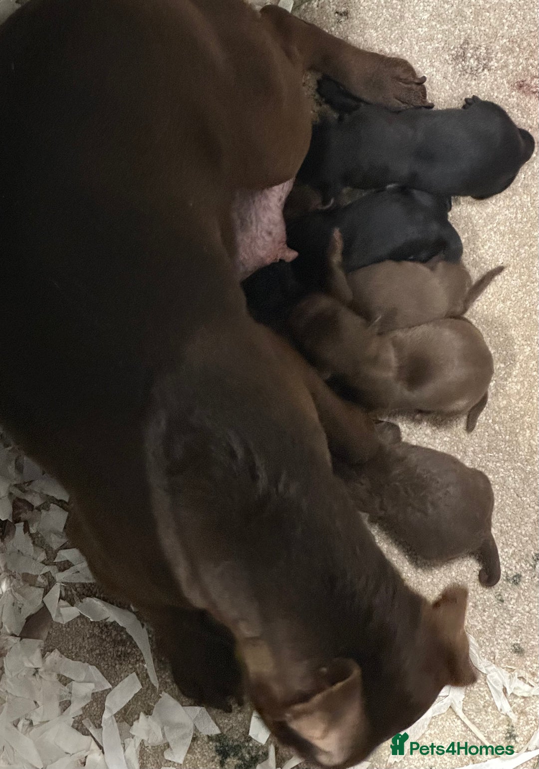 Patterdale Terrier dogs for sale: 5 ⭐️ LICENSED & REGISTERED🛑READY TO LEAVE NOW🛑 in Wisbech - Image 7