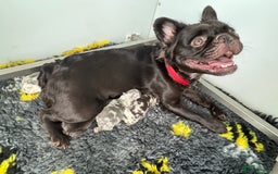 French Bulldog dogs for sale: *Fluffy Merle French Bulldog Pups* - Image 2
