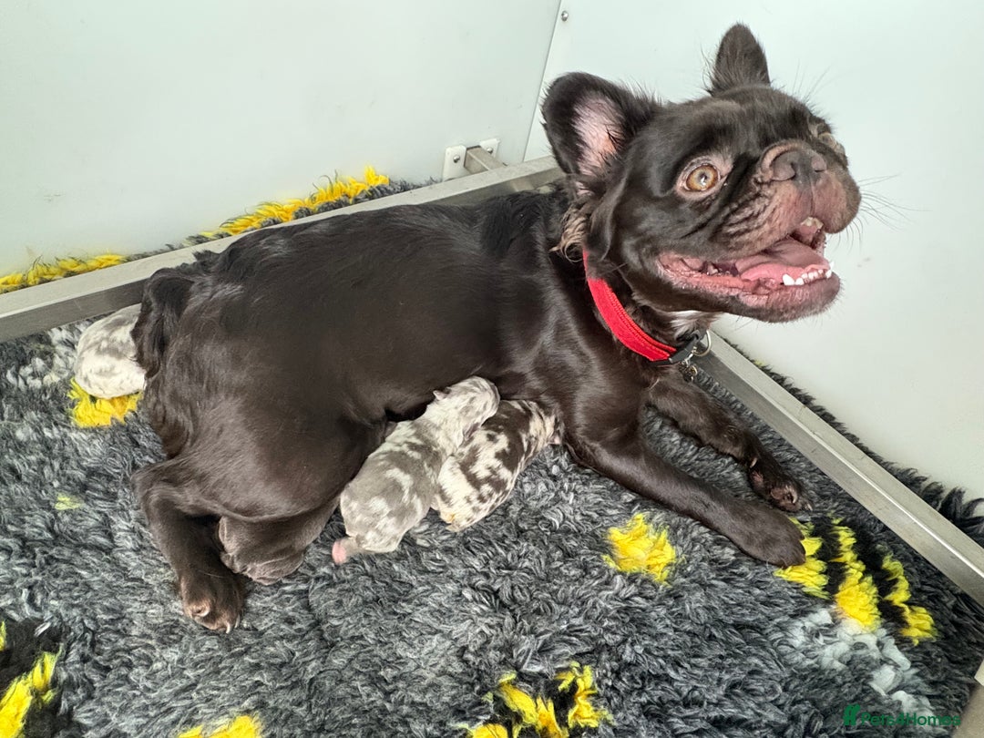 French Bulldog dogs for sale: *Fluffy Merle French Bulldog Pups* - Image 2