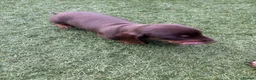 Dachshund dogs for sale: 4 Beautiful Miniature Dachshunds  - Advert 15