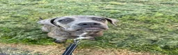 Cane Corso dogs for sale: Female Cane Corso in Glasgow - Advert 5