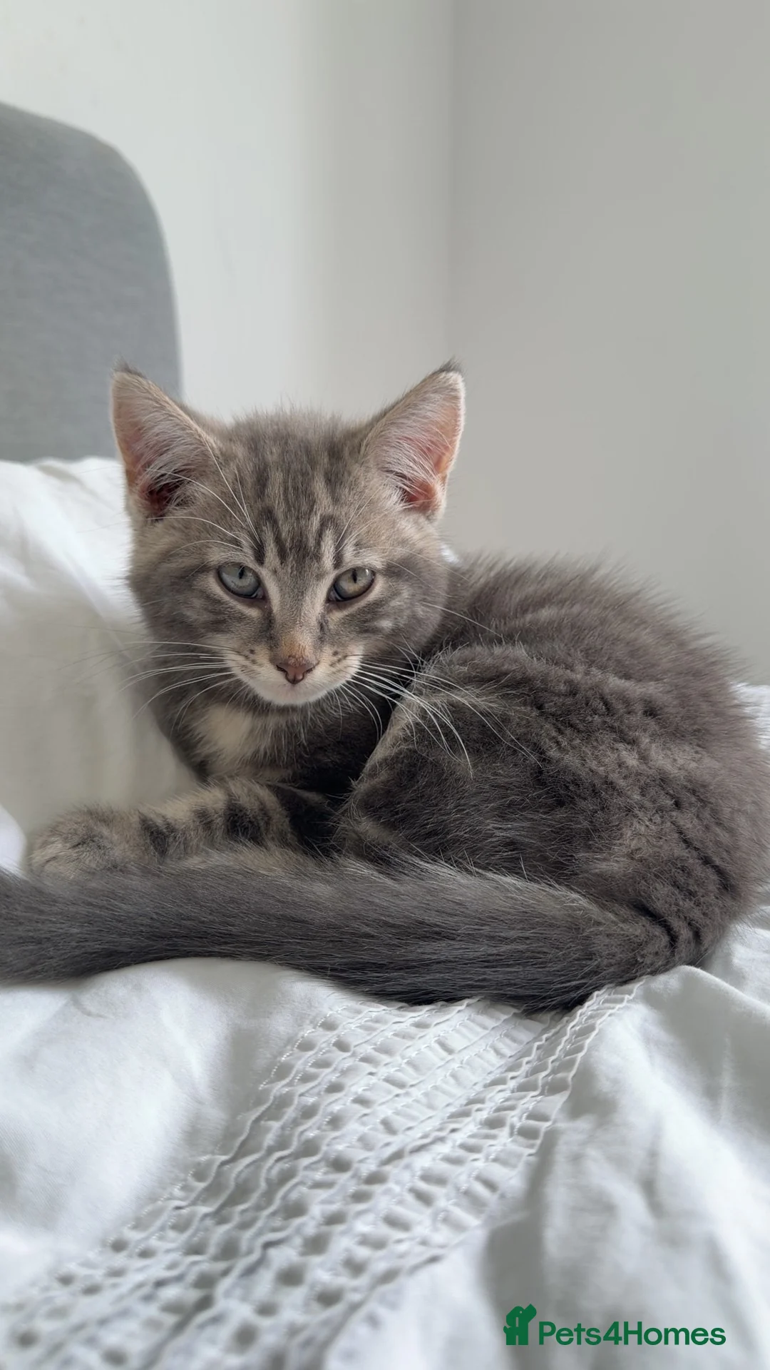Mixed Breed cats for sale: Stunning Main Coon x Male Kitten  - Advert 1