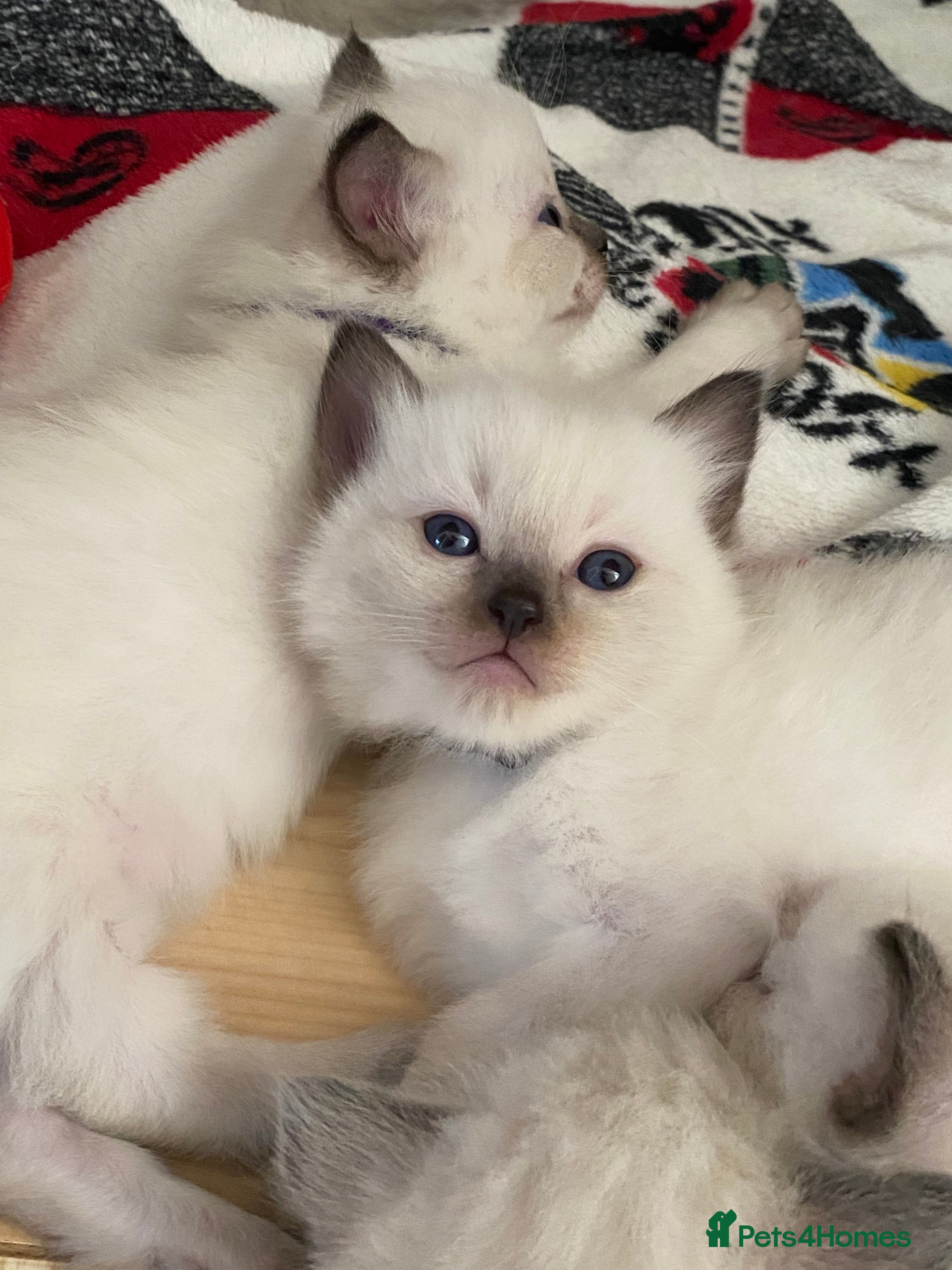 Ragdoll cats Pure ragdoll kittens - Advert 10