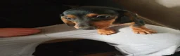 Dachshund dogs for sale: Dachshund puppies in Omagh - Advert 7