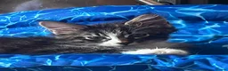 Maine Coon cats for sale: Beautiful Pedigree Maine Coon Kittens  - Advert 6