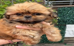 Shih Tzu dogs for sale: Exceptional pedigree litter ready NOW  - Image 1
