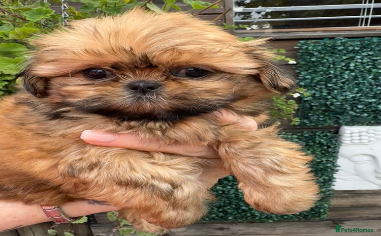 Shih Tzu dogs - Advert 6