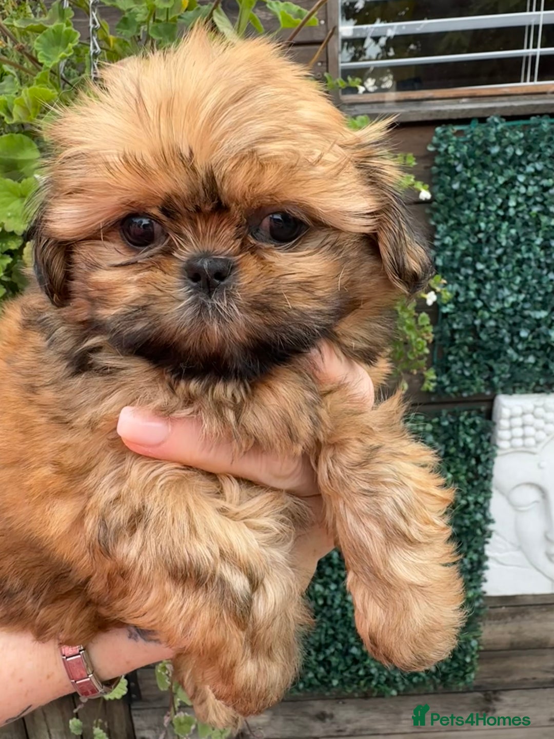 Shih Tzu dogs for sale: Exceptional pedigree litter ready NOW  - Image 1