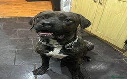 Cane Corso dogs for sale: Beautiful brindle male - Image 2