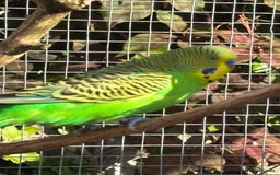 Budgerigars birds for sale: Young Budgies  - Image 11