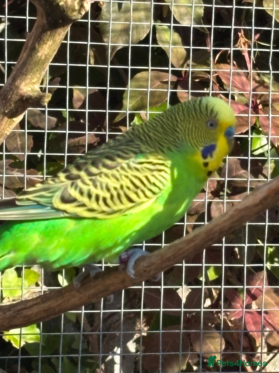 Budgerigars birds for sale: Young Budgies  - Image 11