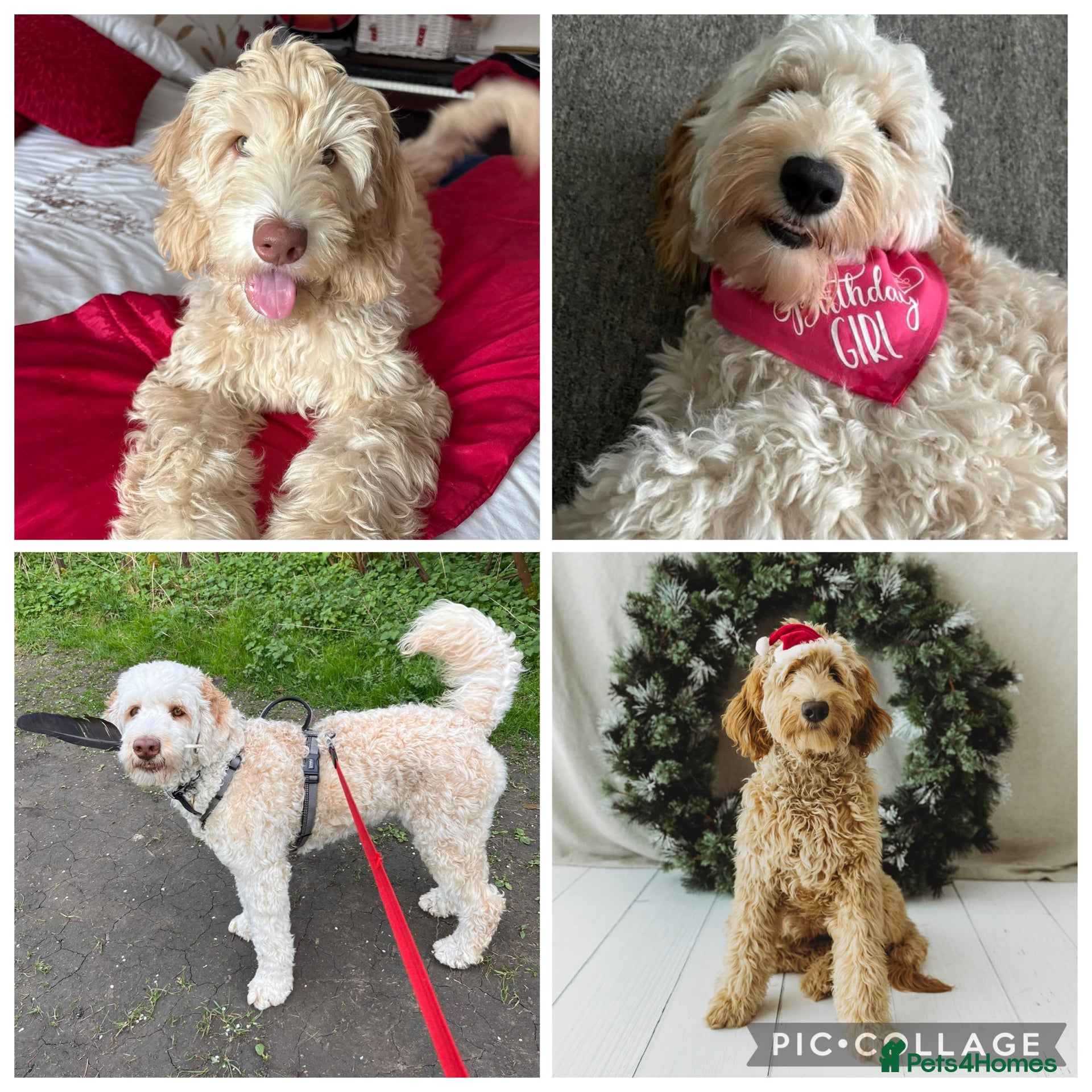 Mixed Breed dogs for sale: Multigeneration Cream/Apricot Double Doodles  - Advert 13