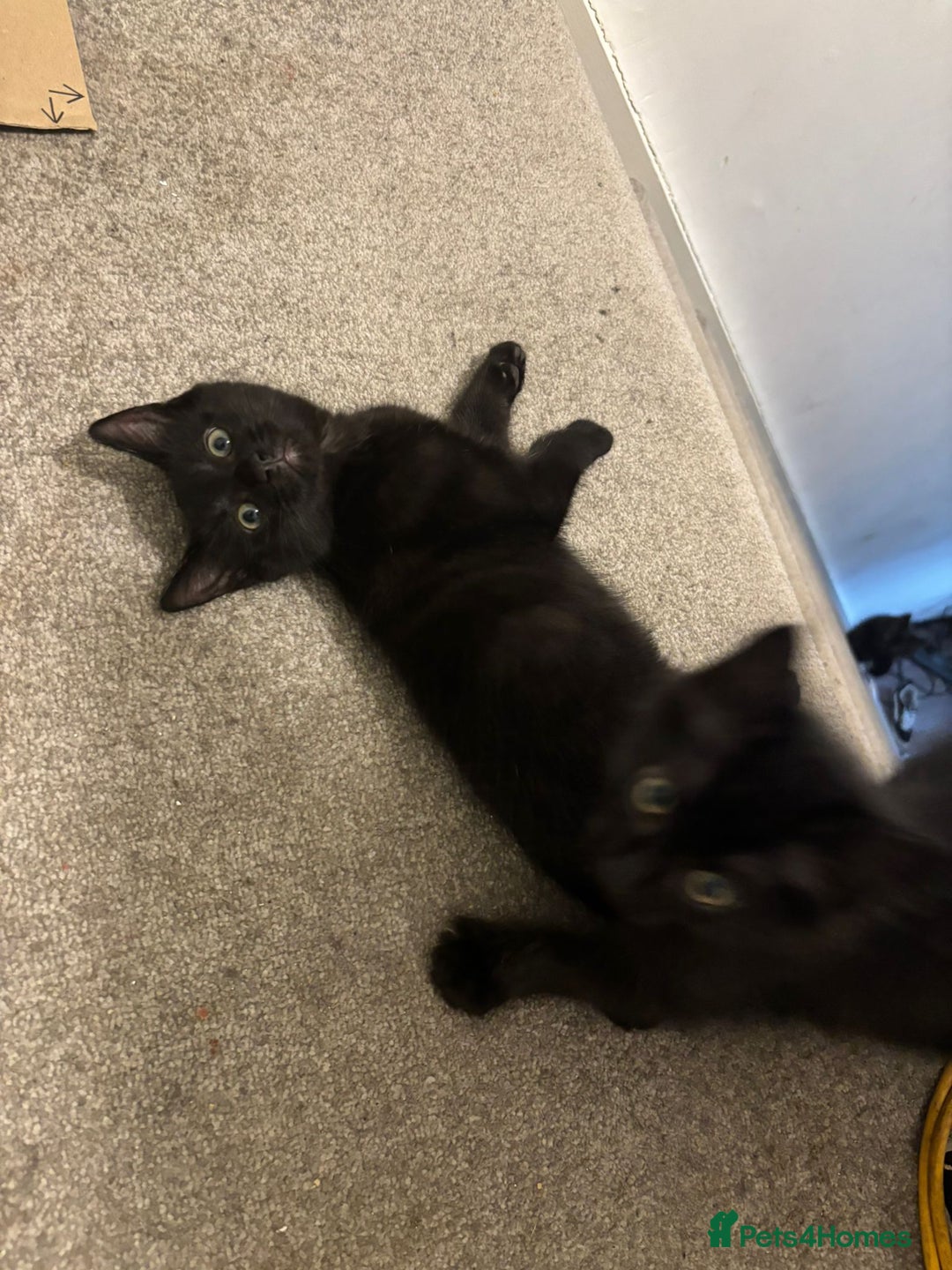 Mixed Breed cats for sale: 7 all black kittens - Image 9