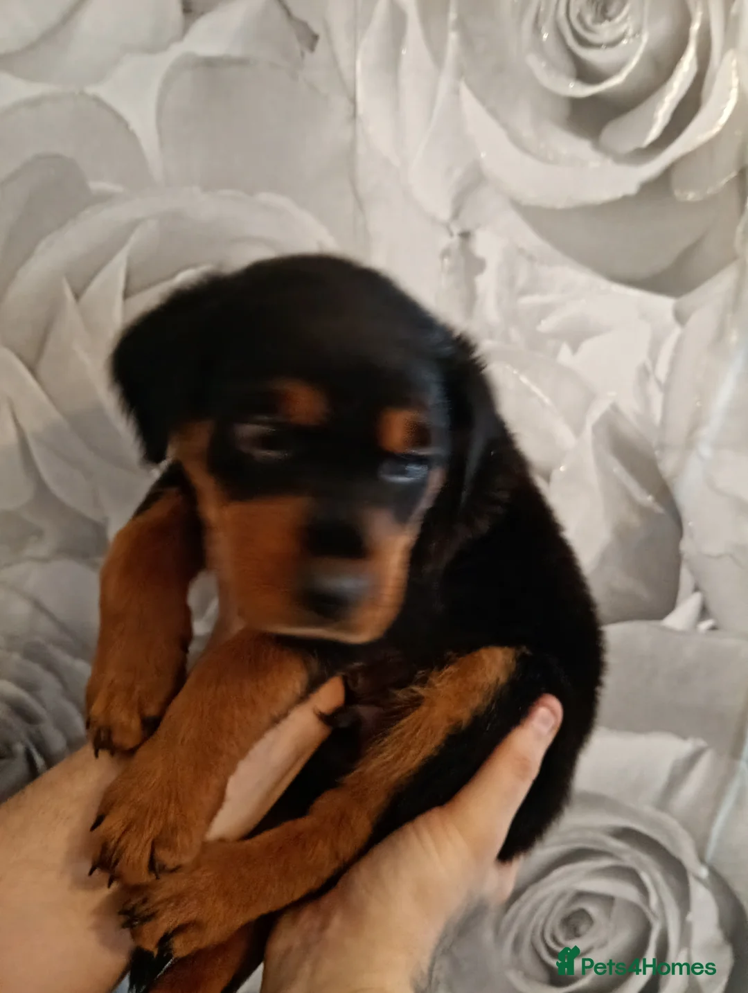 Mixed Breed dogs for sale: Amazing rottweiler cross border collie puppies.  - Advert 6