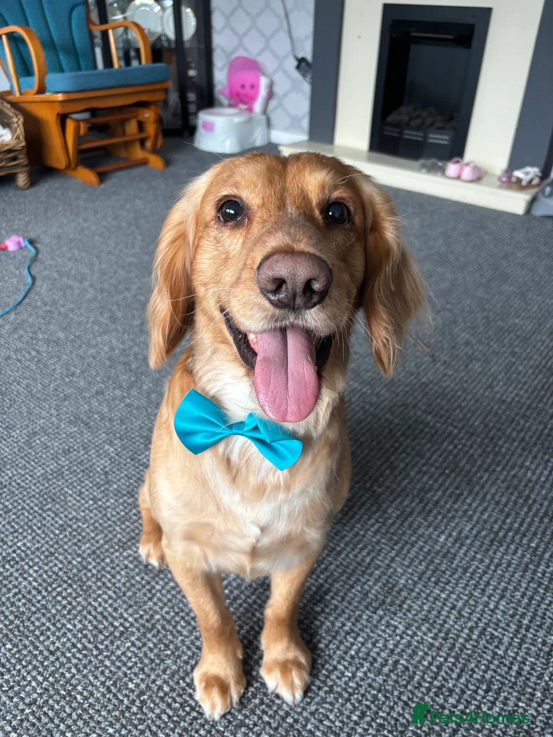 Cocker Spaniel dogs for sale: Cocker spaniel male  in Newark - Advert 1