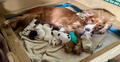 Cocker Spaniel dogs - Advert 12