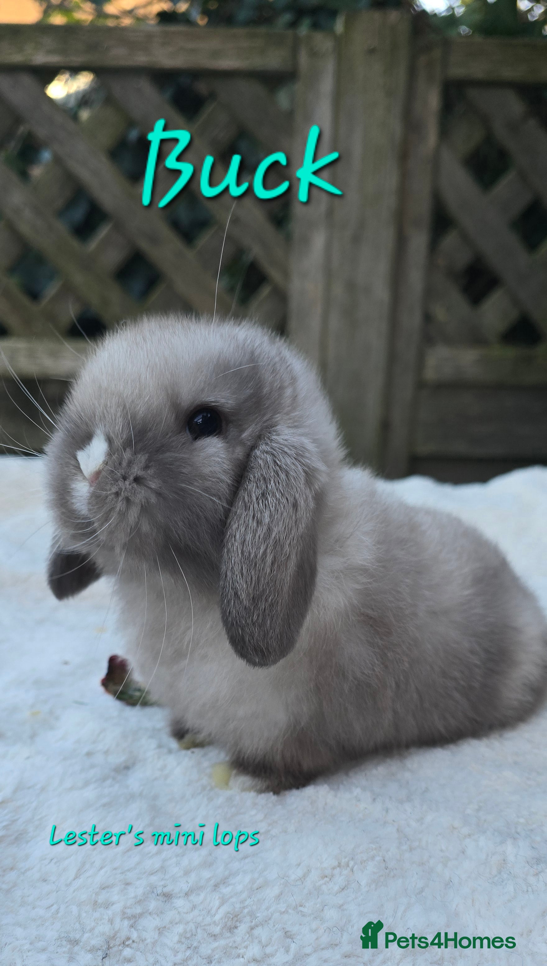 Mini Lop rabbits Beautiful mini lops girls and boys - Advert 3