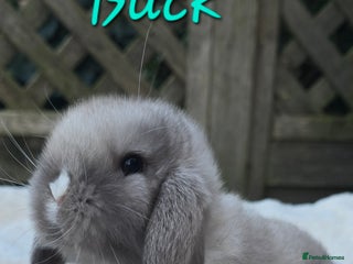 Mini Lop rabbits Beautiful mini lops girls and boys - Advert 2
