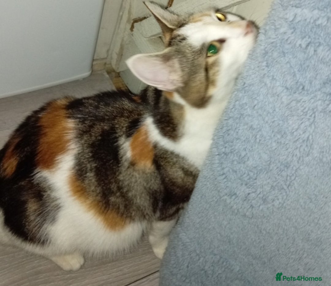 British Longhair cats for sale: Beautiful  - Image 3