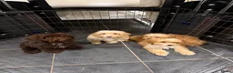 Cockapoo dogs for sale: Cockapoo f1 puppies  - Advert 1