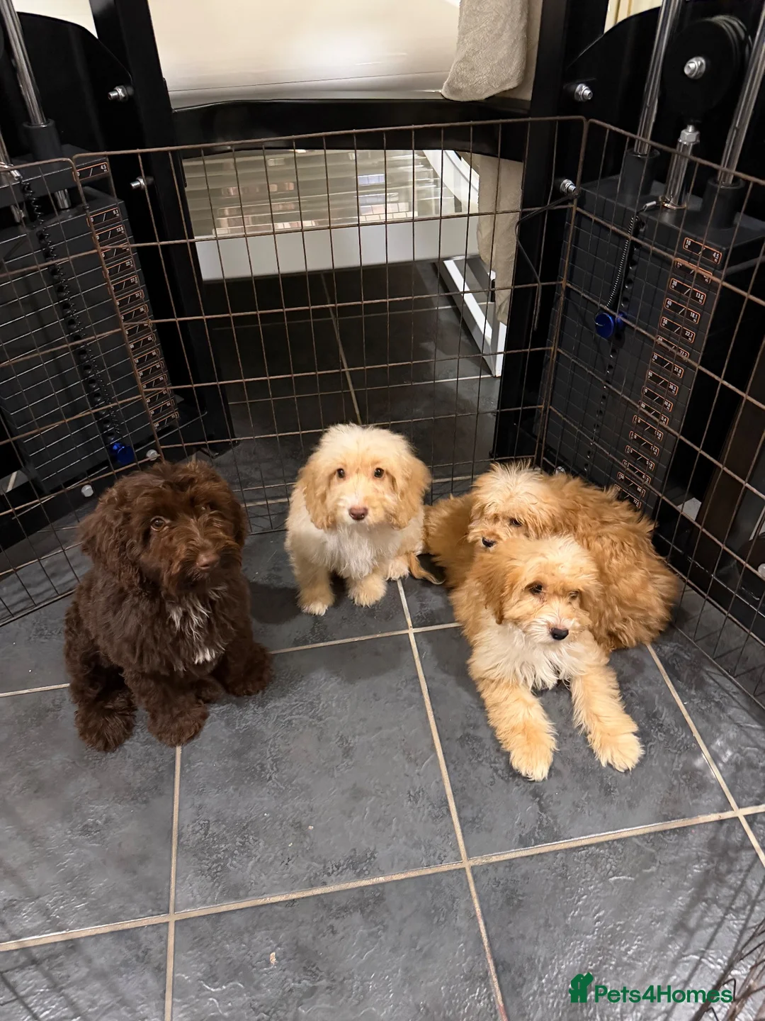 Cockapoo dogs for sale: Cockapoo f1 puppies  - Advert 1