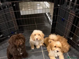 Cockapoo dogs Cockapoo f1 puppies - Advert 7