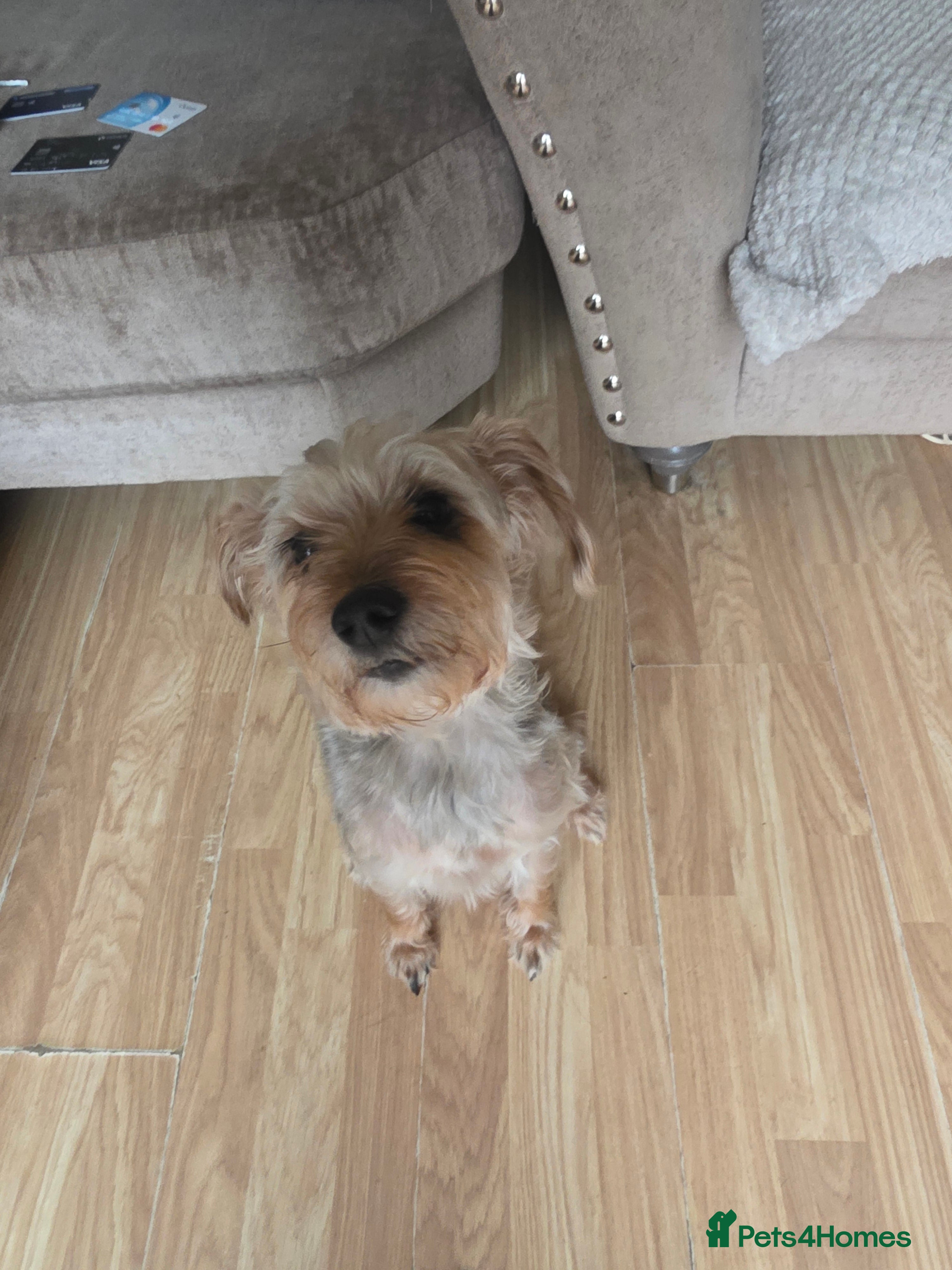 Mixed Breed dogs Forkies - Advert 8