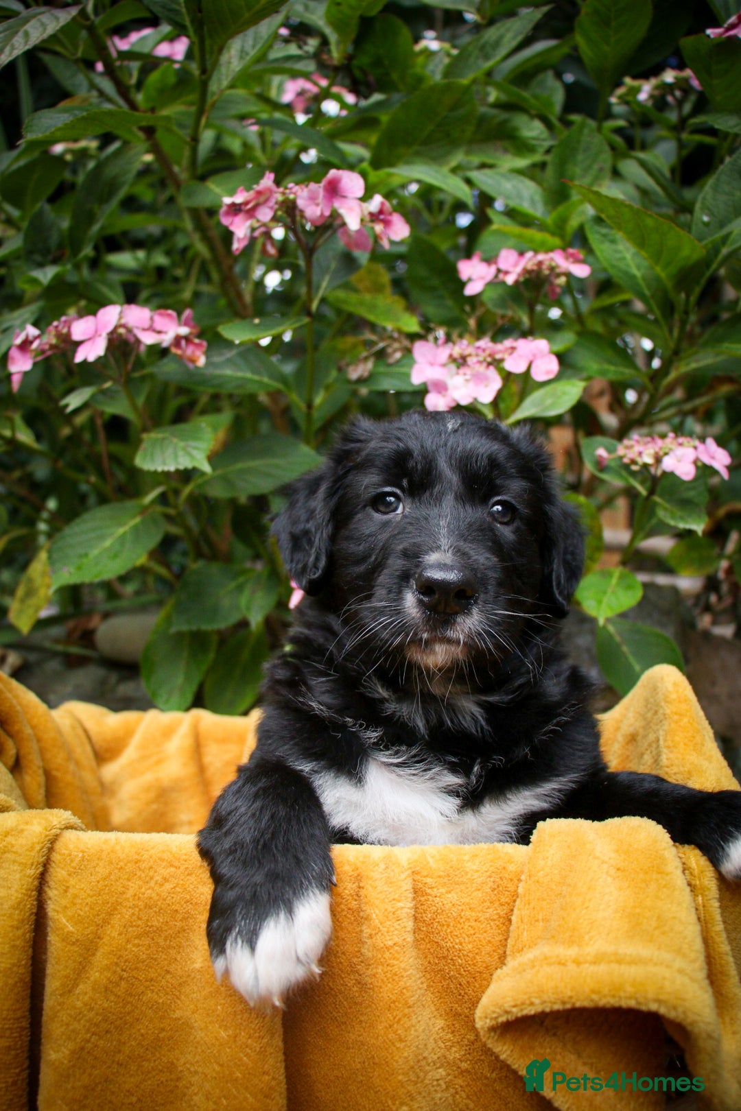 Mixed Breed dogs for sale: 3 x Border collie cross retriever pups - Image 17