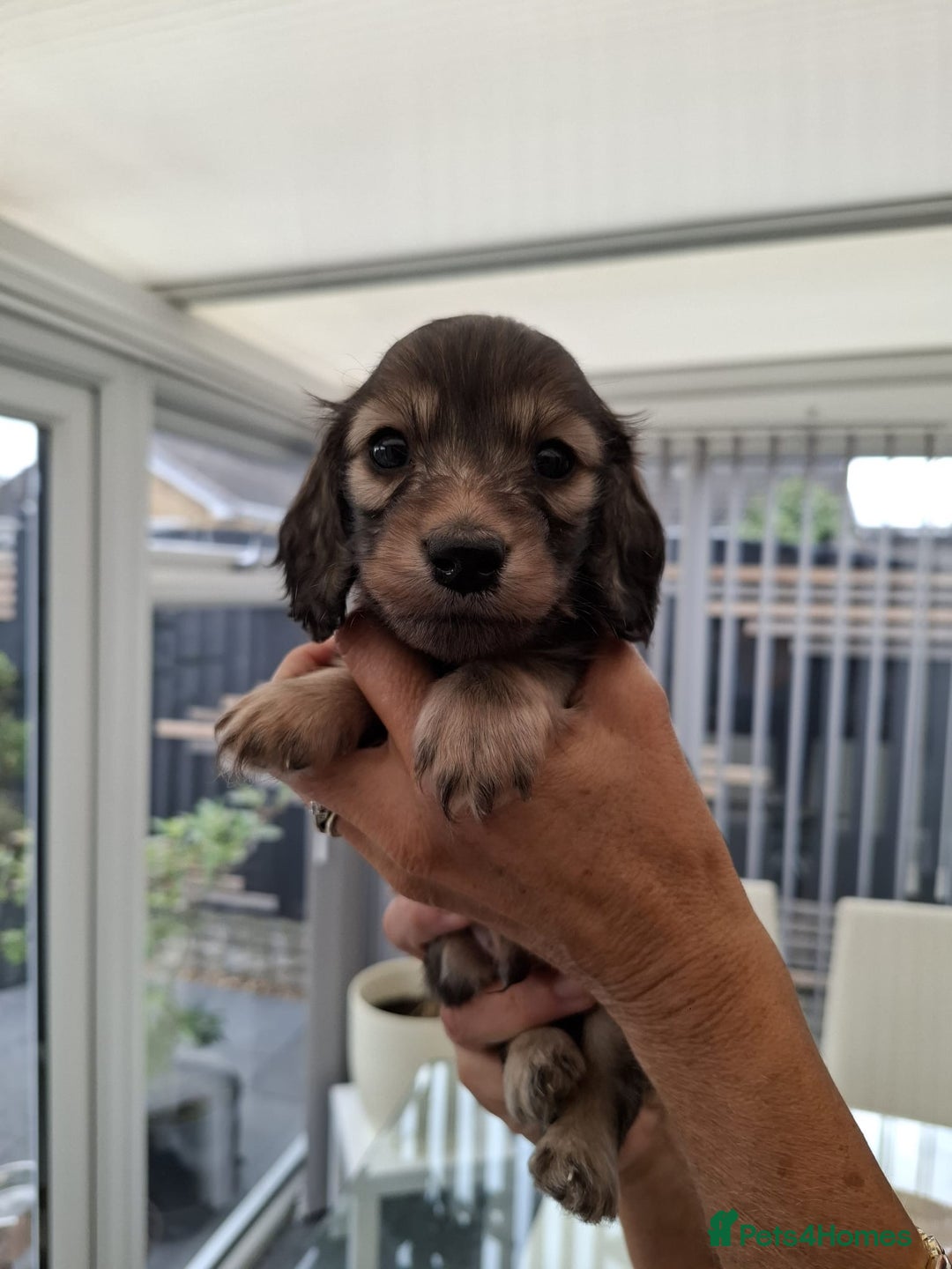 Miniature Dachshund dogs for sale: Mini L/H Dachshund boys - Image 6