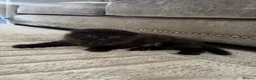 Scottish Fold cats for sale: Fluffy Scottish Fold kitten  - Advert 5