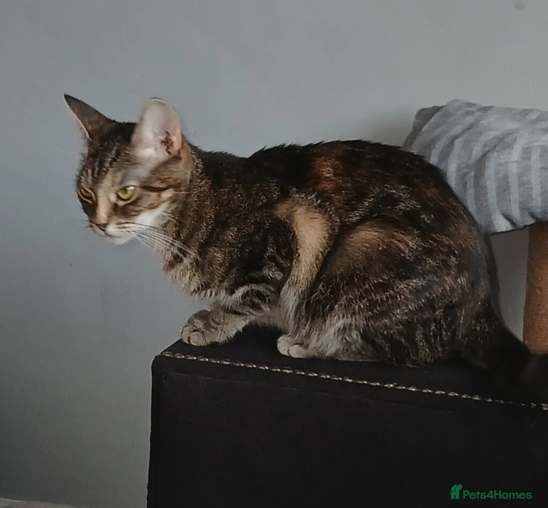 Mixed Breed cats for sale: Tabby cats - Advert 8