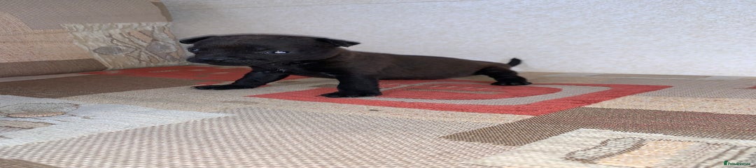 Patterdale Terrier Puppy 5