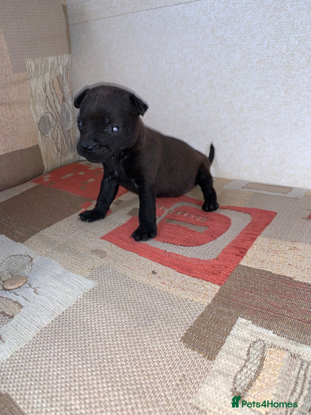 Patterdale Terrier dogs for sale: Patterdale terrier puppies  - Image 6
