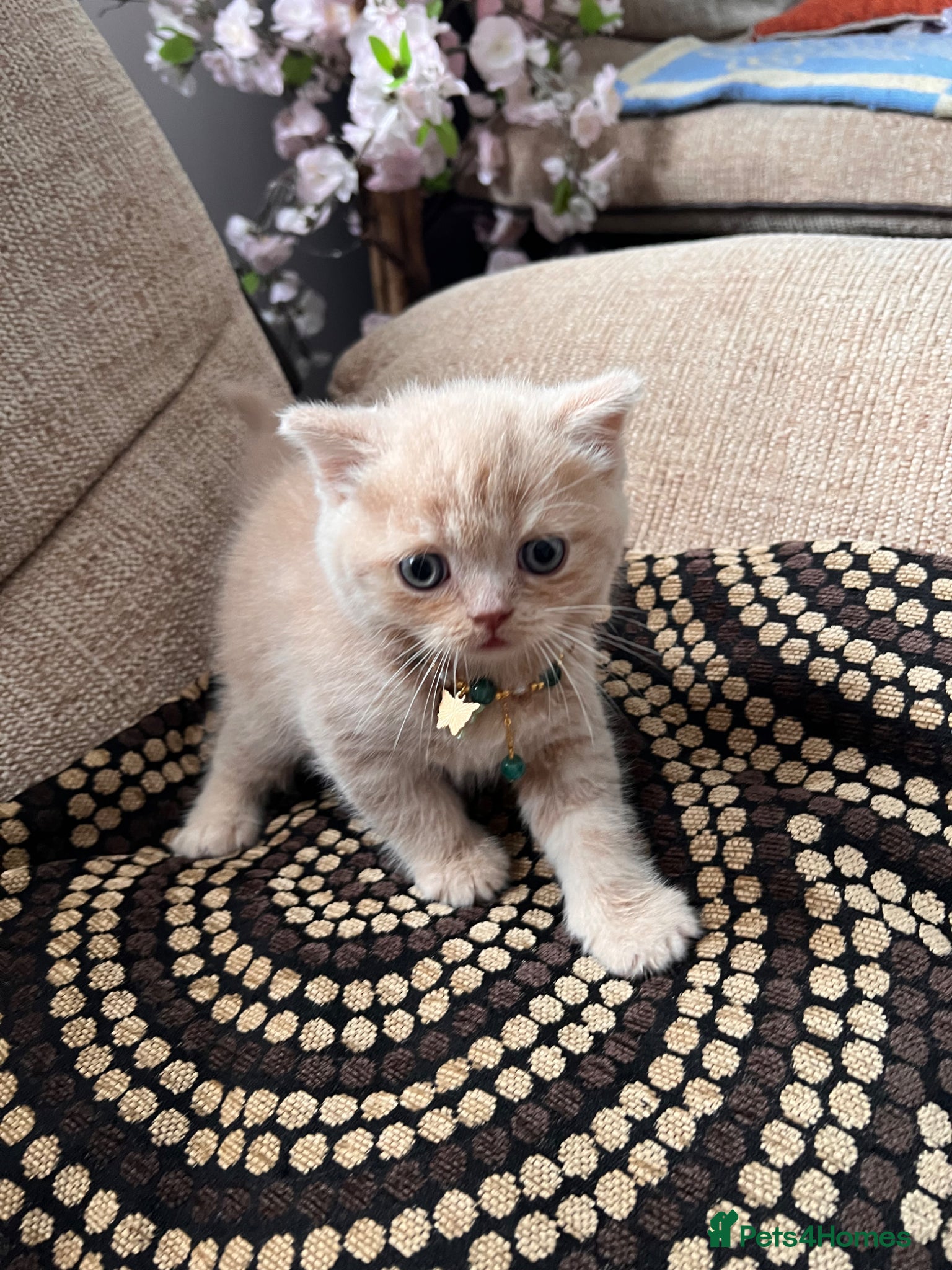 Scottish Fold cats for sale: 😻SCOTTISH FOLD 😻 CREAM & RED COLOUR 😻 - Advert 7