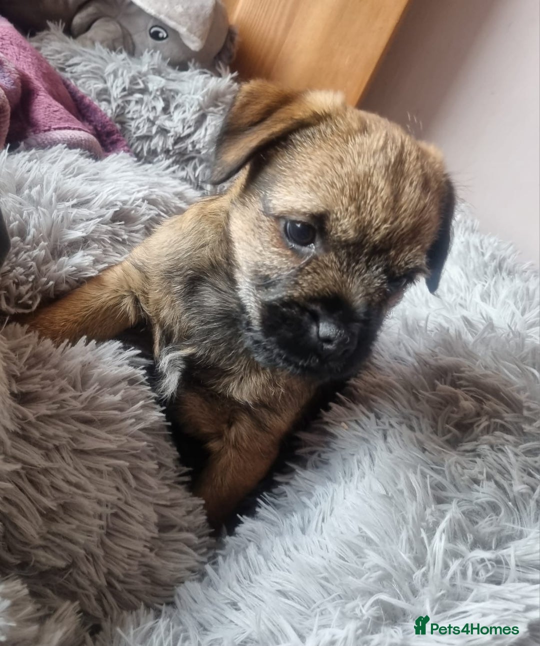 Border Terrier dogs for sale: Pedigree Border Terrier - Advert 3