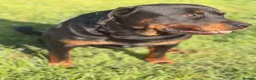 Rottweiler dogs for stud: Rottweiler stud - Advert 3