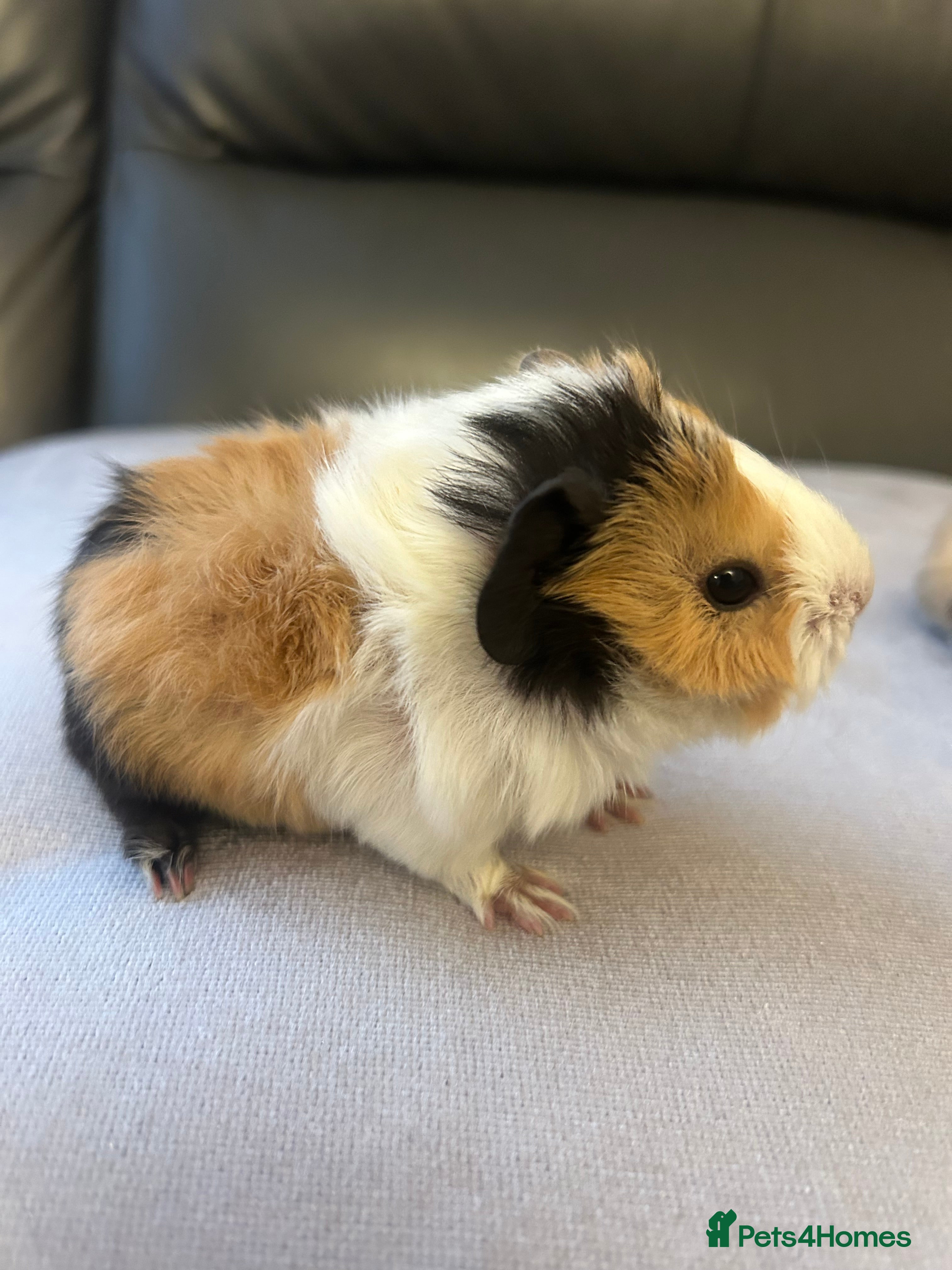 Guinea Pig rodents Baby boy guinea pig for sale (boar) - Advert 2
