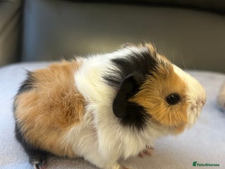 Guinea Pig rodents Baby boy guinea pig for sale (boar) - Advert 16
