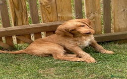 Labradoodle dogs for sale: Rudi Red  - Image 6