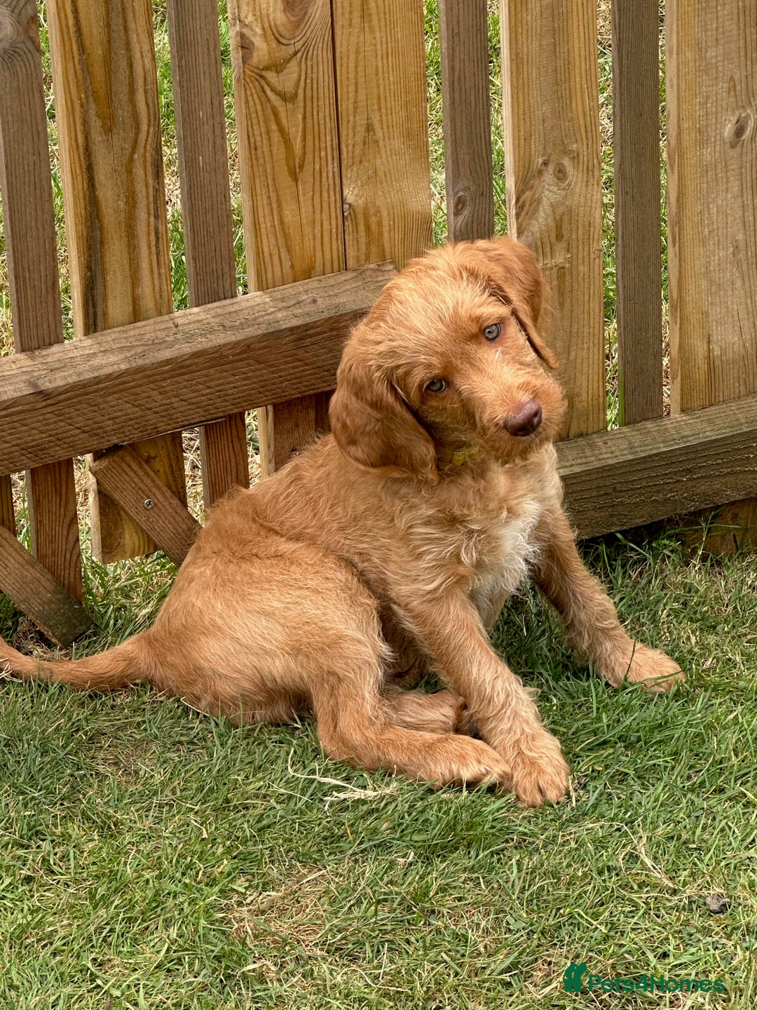 Labradoodle dogs for sale: Rudi Red  - Image 6