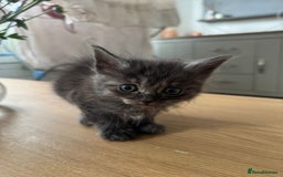 Maine Coon cats for sale: Ragdoll x Maine Coon Kittens 🐱 - Image 4